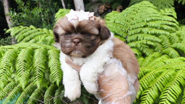 Filhotes de SHIH-TZU maravilhosos