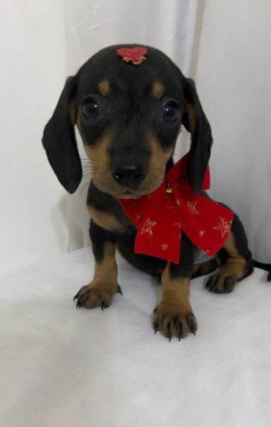 FILHOTE DE BASSET TECKEL FMEA MINI PRETO E CANELA