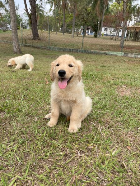 NOSSOS GOLDENS SO CRIADOS POR MDICA VETERINRIA
