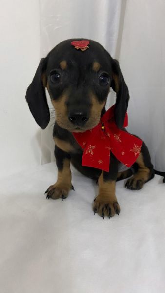 FILHOTE DE BASSET TECKEL MINI FMEA PRETO E CANELA