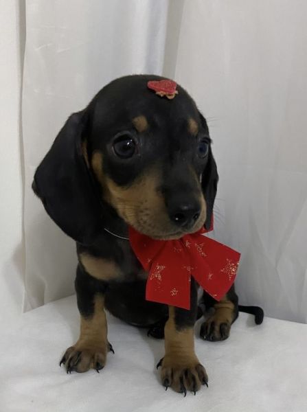 FILHOTE DE BASSET TECKEL MINI FMEA PRETO E CANELA