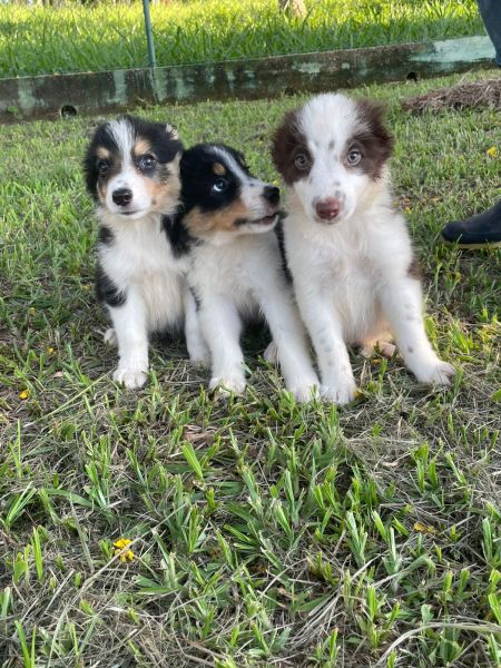 SABIA QUE AQUI O SEU BORDER  COLLIE  CRIADO POR MDICA VETERINRIA