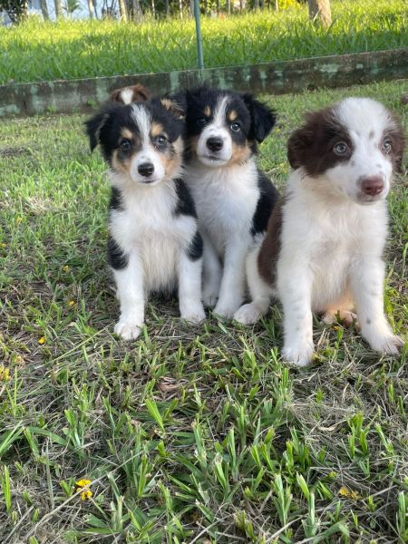 SABIA QUE AQUI O SEU BORDER  COLLIE  CRIADO POR MDICA VETERINRIA