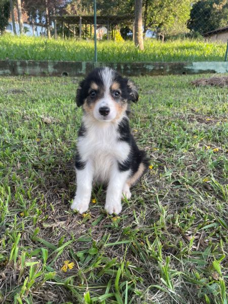 SABIA QUE AQUI O SEU BORDER  COLLIE  CRIADO POR MDICA VETERINRIA