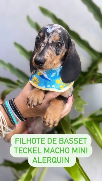 FILHOTE DE BASSET TECKEL MINI MACHO ALERQUIM