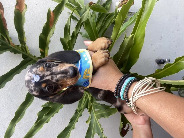 FILHOTE DE BASSET TECKEL MINI MACHO ALERQUIM