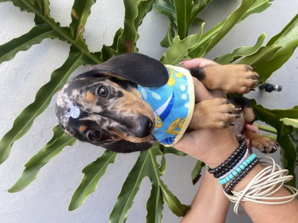 FILHOTE DE BASSET TECKEL MINI MACHO ALERQUIM