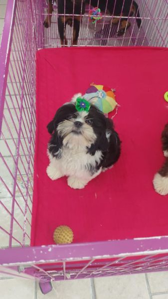 Filhotes de shihtzu