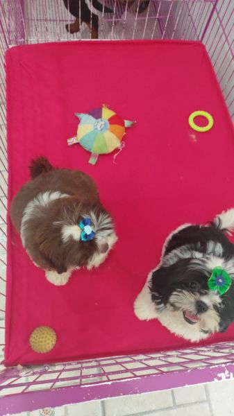 Filhotes de shihtzu