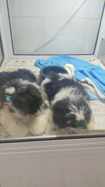 Filhotes de shihtzu