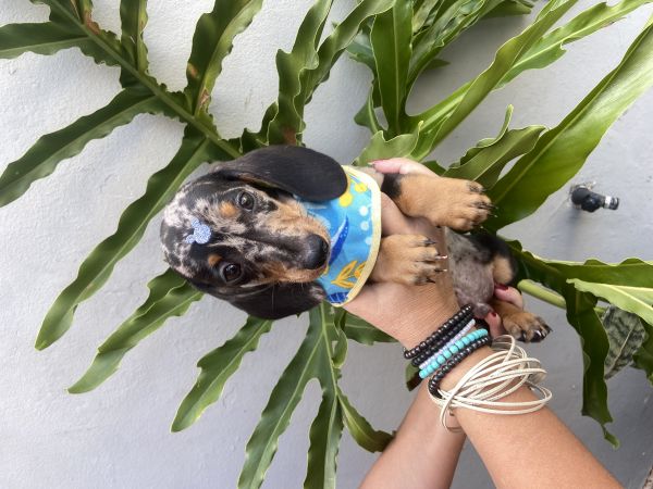 FILHOTE DE BASSET TECKEL ALERQUIM MACHO MINI