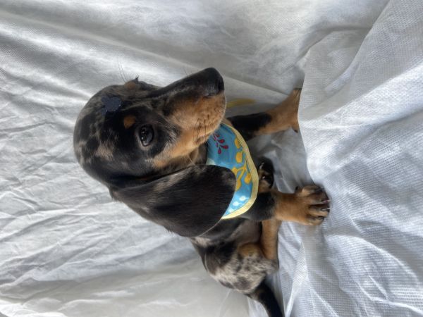 FILHOTE DE BASSET TECKEL ALERQUIM MACHO MINI