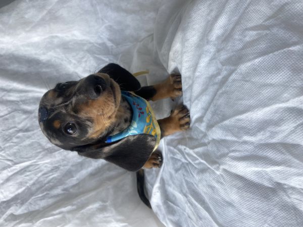 FILHOTE DE BASSET TECKEL ALERQUIM MACHO MINI