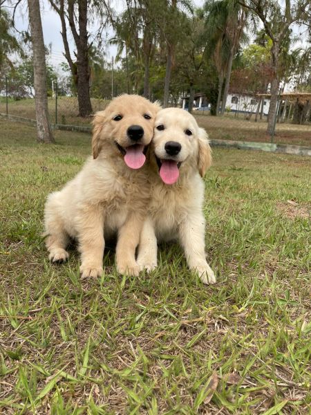 SOMENTE AQUI O SEU GOLDEN  CRIADO POR MDICA VETERINRIA CES PARA CLIENTES EXIGENTES