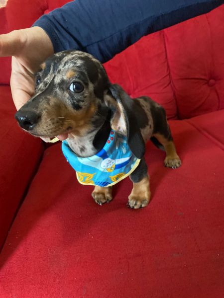 DACHSHUND MOFADINHO MINI S MACHO ULTIMO FILHOTE PARC ENTREGO HOJE