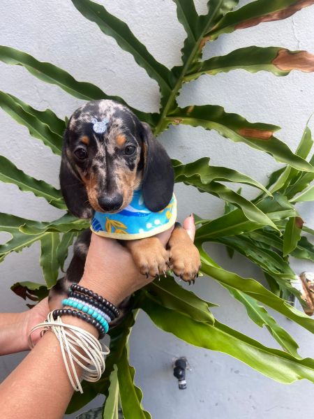 BASSET MINI ALERQUIM S MACHOS PARC DEZ X ENTREGO HOJE CHAMA NO ZAP