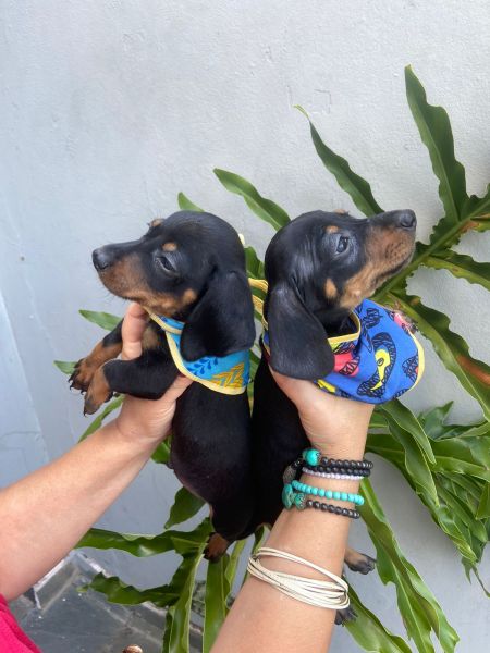 SALSICHINHA MINI S MACHOS PRETO CANELA PARC DEZ X ENTREGO HOJE PRESENTO CHAMA NO ZAP
