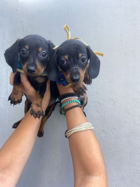 SALSICHINHA MINI S MACHOS PRETO CANELA PARC DEZ X ENTREGO HOJE PRESENTO CHAMA NO ZAP