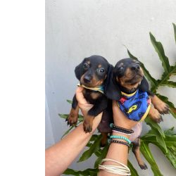 Dachshund SALSICHINHA MINI S MACHOS PRETO CANELA PARC DEZ X ENTREGO HOJE PRESENTO CHAMA NO ZAP