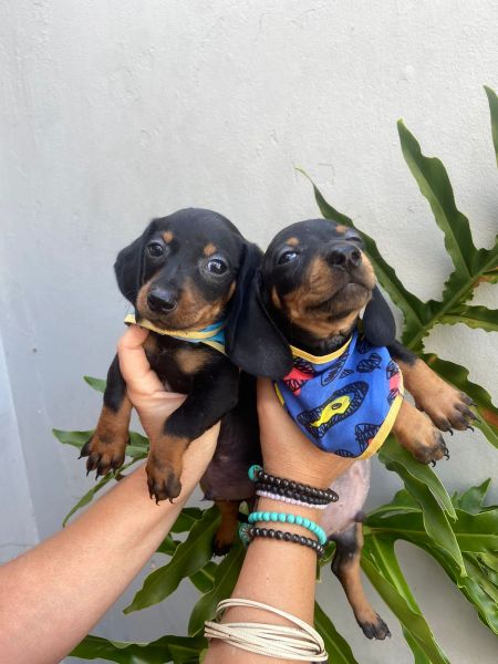 SALSICHINHA MINI S MACHOS PRETO CANELA PARC DEZ X ENTREGO HOJE PRESENTO CHAMA NO ZAP