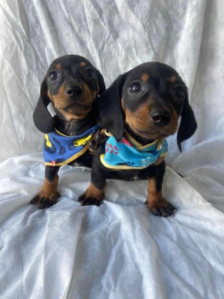 SALSICHINHA MINI S MACHOS PRETO CANELA PARC DEZ X ENTREGO HOJE PRESENTO CHAMA NO ZAP