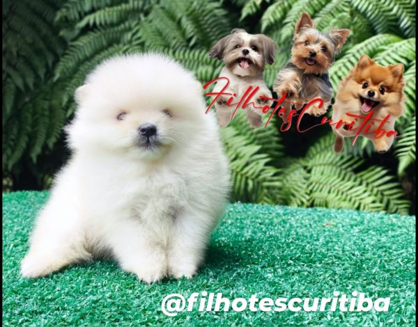 Filhotes de SPITZ ANOZINHO em Curitiba