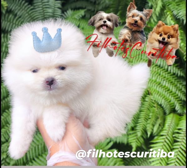 Filhotes de SPITZ ANOZINHO em Curitiba