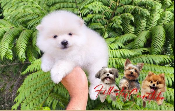 Filhotes de SPITZ ANOZINHO em Curitiba