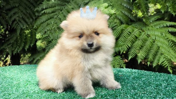 Filhotes de SPITZ ANOZINHO em Curitiba