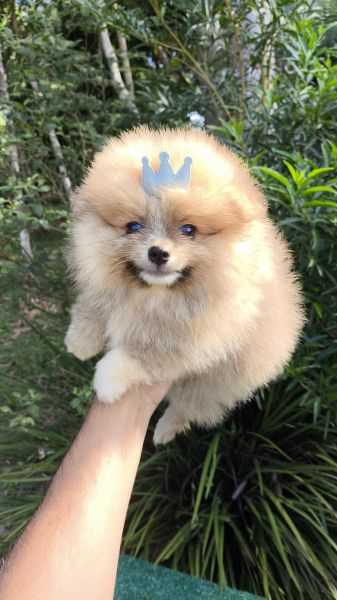 Filhotes de SPITZ ANOZINHO em Curitiba