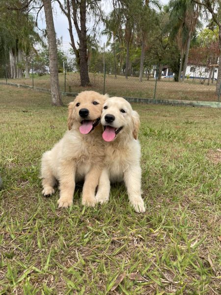 NO COMPRE GOLDEN RETRIEVER SEM ANTES OLHAR OS NOSSOS CRIAO PRPRIA E VETERINRIA