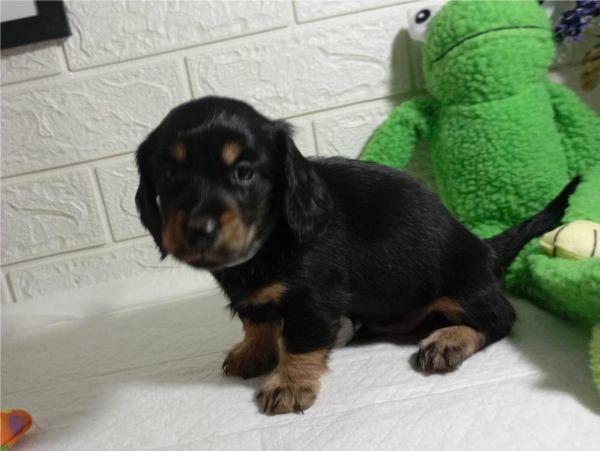 DACHSHUND TECKEL PELO LONGO MINIATURA