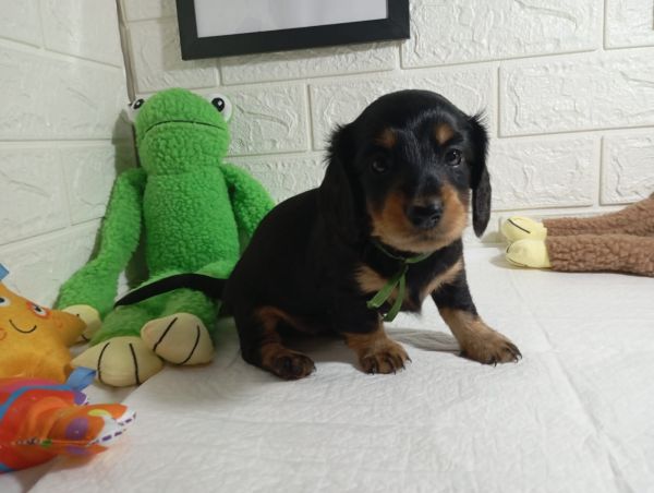 DACHSHUND TECKEL PELO LONGO MINIATURA
