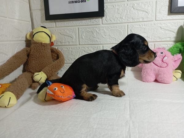 DACHSHUND TECKEL PELO LONGO MINIATURA