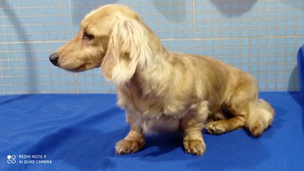 DACHSHUND TECKEL PELO LONGO MINIATURA