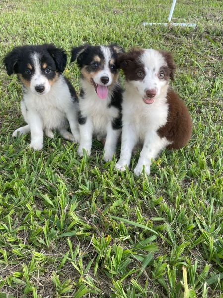 APROVEITE O FINAL DE SEMANA E VENHA BUSCAR O SEU BORDER COLLIE CES CRIADOS POR MDICA VET