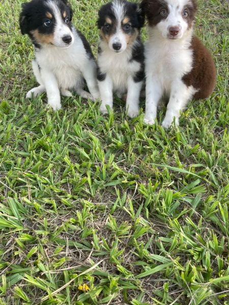 APROVEITE O FINAL DE SEMANA E VENHA BUSCAR O SEU BORDER COLLIE CES CRIADOS POR MDICA VET