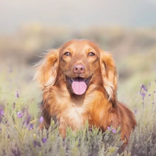 Filhotes de Dachshund Teckel Pelo Longo Miniatura