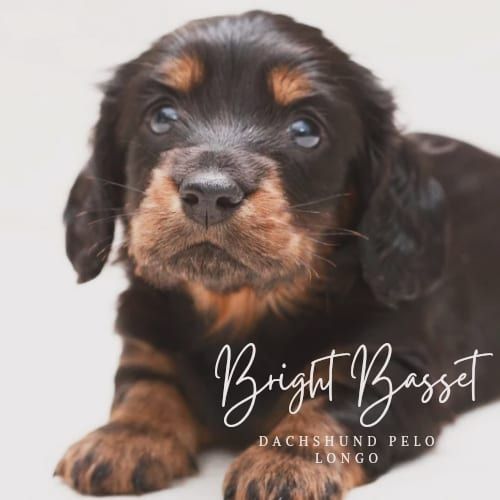 Filhotes de Dachshund Teckel Pelo Longo Miniatura