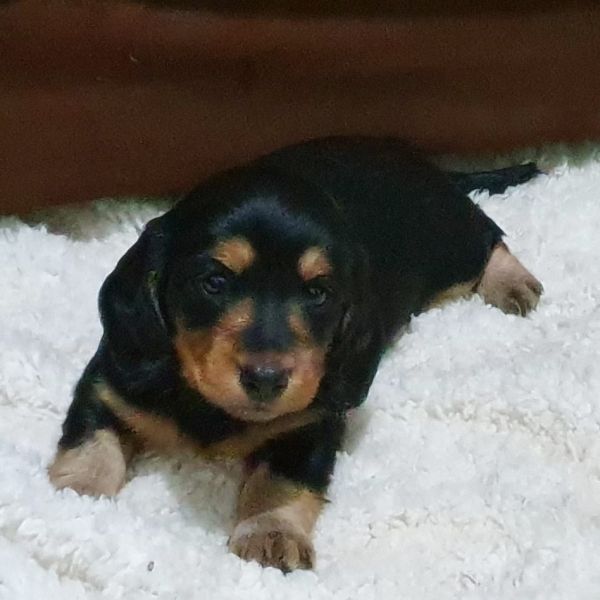 Filhotes de Dachshund Teckel Pelo Longo Miniatura