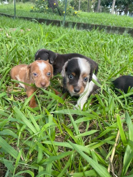 SABIA QUE AQUI O SEU TECKEL  CRIADO POR MDICA VETERINRIA