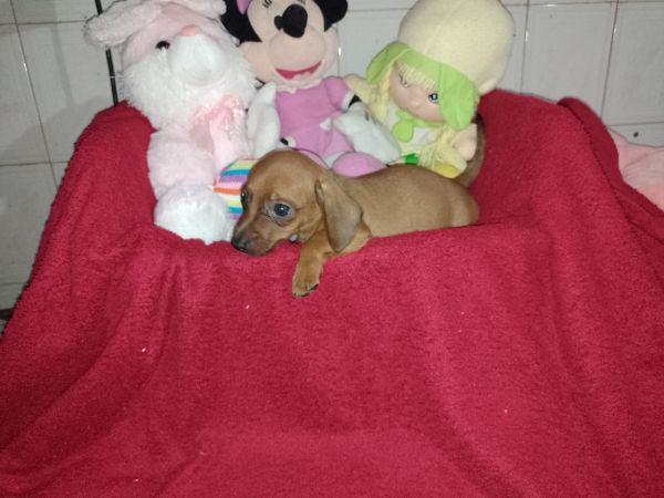 FILHOTES DE DASCHUND MACHOS DOURADOS