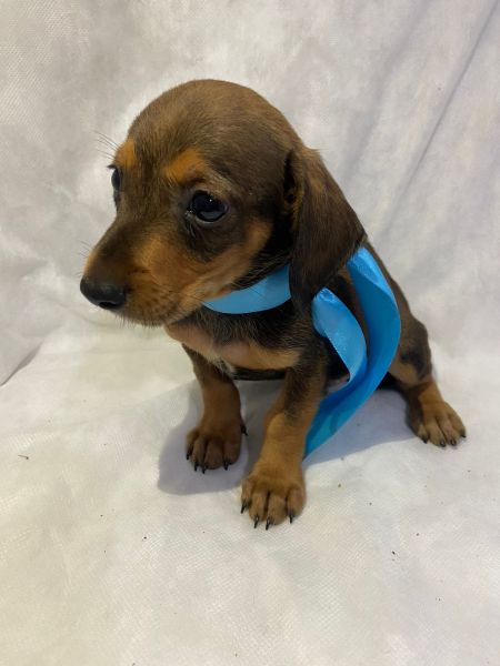 FILHOTES DE DASCHUND MACHOS DOURADOS