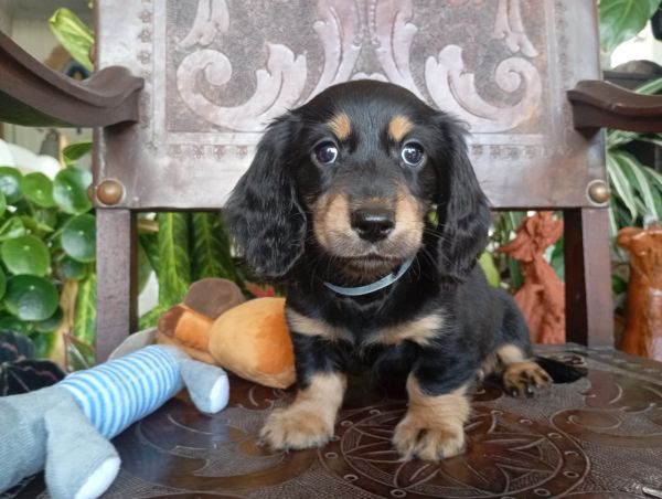 DACHSHUND TECKEL PELO LONGO MINIATURA excelente pedigree