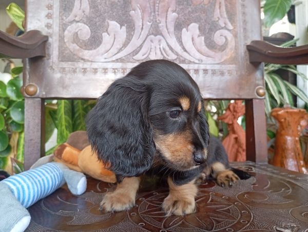 DACHSHUND TECKEL PELO LONGO MINIATURA excelente pedigree
