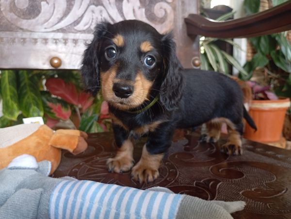 DACHSHUND TECKEL PELO LONGO MINIATURA excelente pedigree