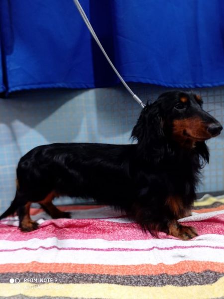 DACHSHUND TECKEL PELO LONGO MINIATURA excelente pedigree