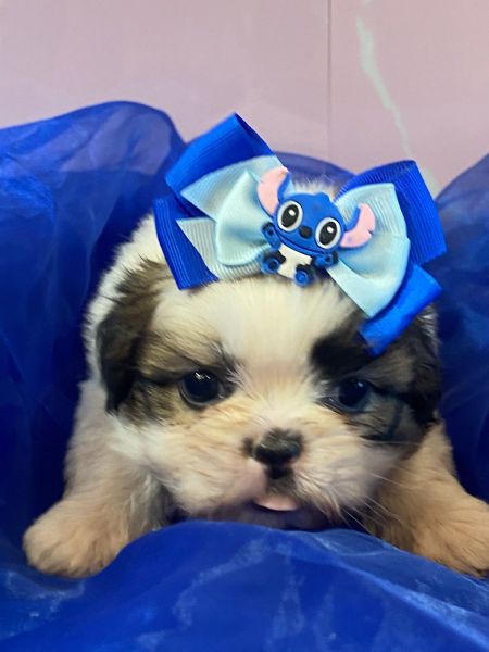 Filhotes de Shihtzu