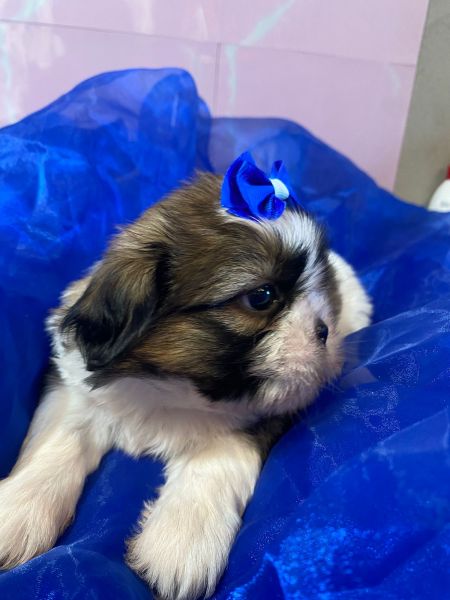 Filhotes de Shihtzu
