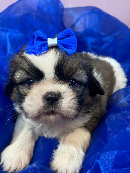 Filhotes de Shihtzu
